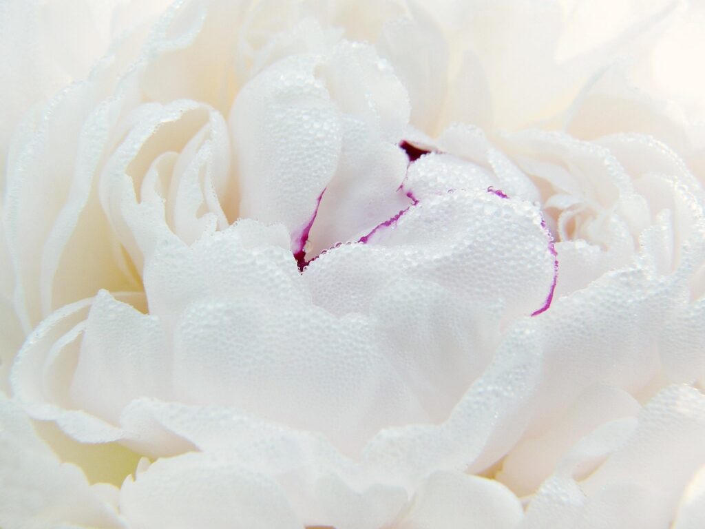 peony, flower, white flower, petals, white petals, bloom, blossom, flora, flower background, plant, beautiful flowers, flower wallpaper, nature, close up